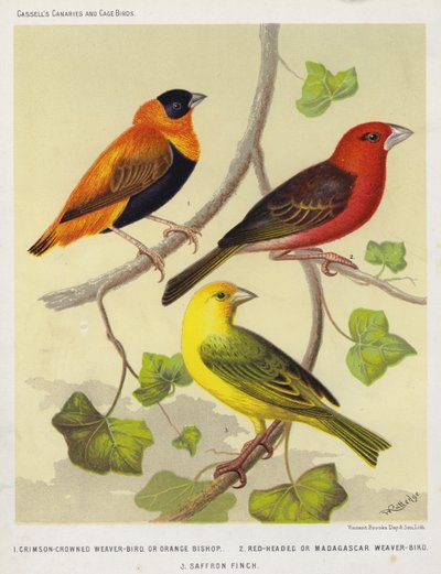 Karmozijngekroonde Wevervogel of Oranje Bisschop, Roodkop of Madagaskar Wevervogel, Saffraanvink door European School