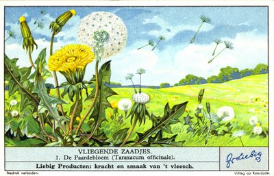 Paardenbloem (Taraxacum officinale) (chromolitho) door European School