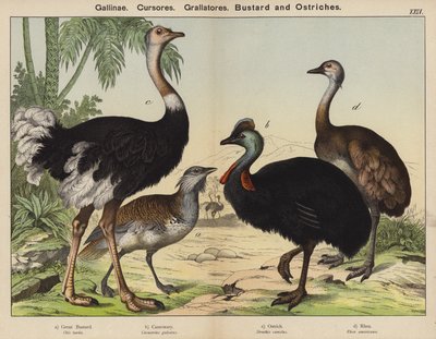 Gallinae, Cursores, Grallatores, Trap en Struisvogels door European School