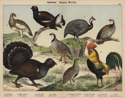 Gallinae, hoenderachtigen door European School
