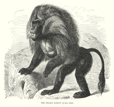 Gelada baviaan (gravure) door European School