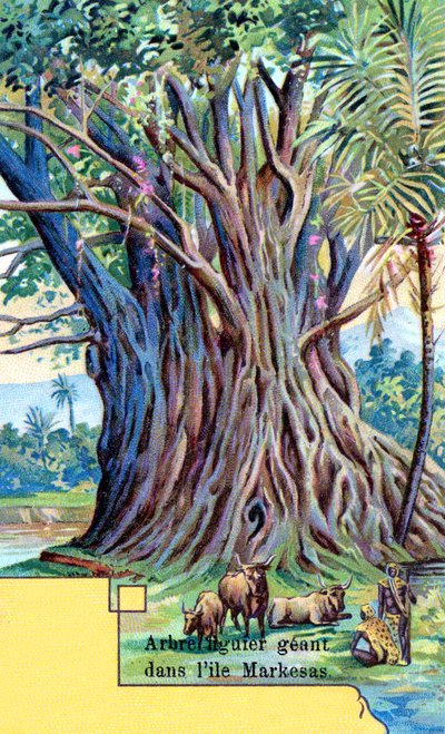 Reusachtige vijgenboom bij Anna Maria Bay, Nuku Hiva, Marquesaseilanden door European School