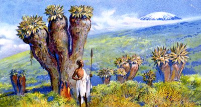 Reuzenkruiskruid, Kilimanjaro, Afrika door European School