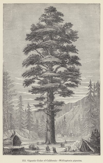 Gigantische Ceder van Californië, Wellingtonia gigantea door European School