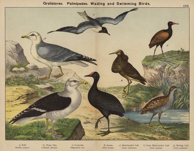 Grallatores, Palmipedes, Wadende en Zwemmende Vogels door European School