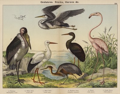 Grallatores, Ooievaars, Reigers door European School