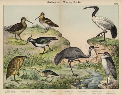 Grallatores, Wadende Vogels door European School