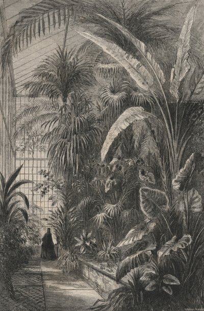 Grande Serre Du Museum De Paris (gravure) door European School