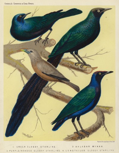 Groene glansspreeuw, Malabar-mynah, paarskopglansspreeuw, langstaartglansspreeuw door European School