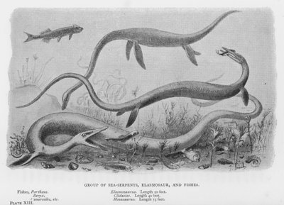 Groep van zeeslangen, elasmosaurus en vissen door European School