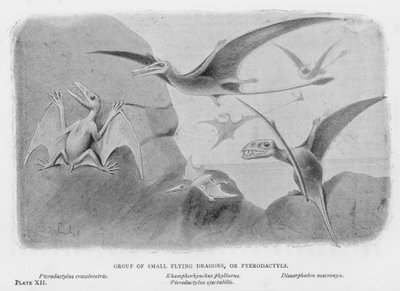 Groep kleine vliegende draken, of Pterodactylen (litho) door European School
