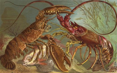 Kreeft en Langoustine door European School