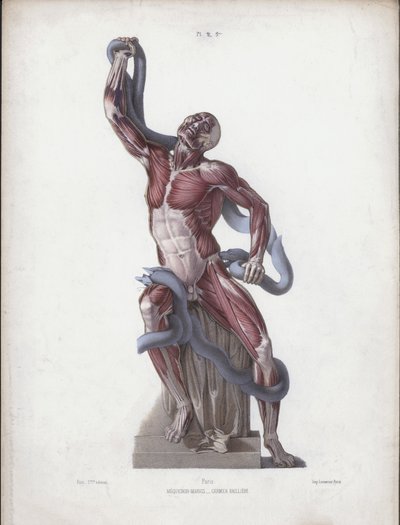 Illustratie voor De Anatomie van de Externe Vormen van de Mens: Laocoon door European School