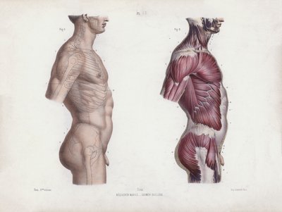 Illustratie voor De Anatomie van de Externe Vormen van de Mens: Mannelijke torso, zijaanzicht door European School