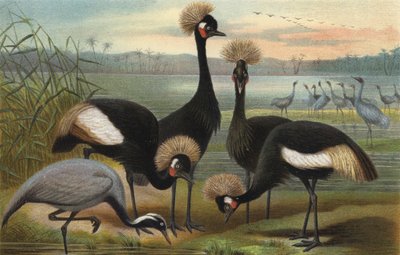 Maagden en Pauwenkraanvogel door European School