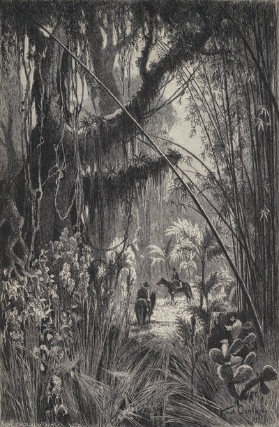 Jungle in de Cordillera van Salta, noordwest Argentinië door European School