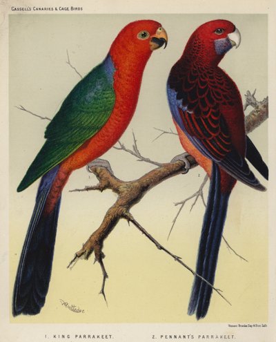 Koning Parkiet, Pennant