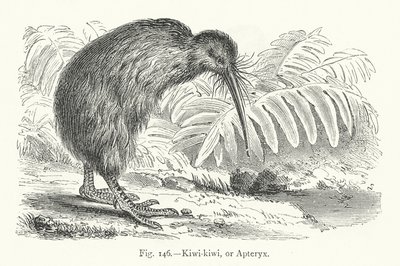 Kiwi-kiwi, of Apteryx door European School