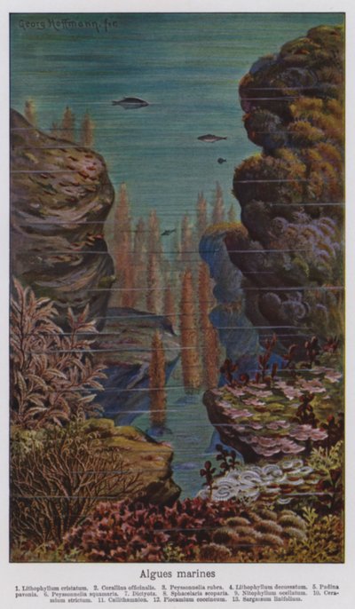 Zeealgen (kleurenlitho) door European School
