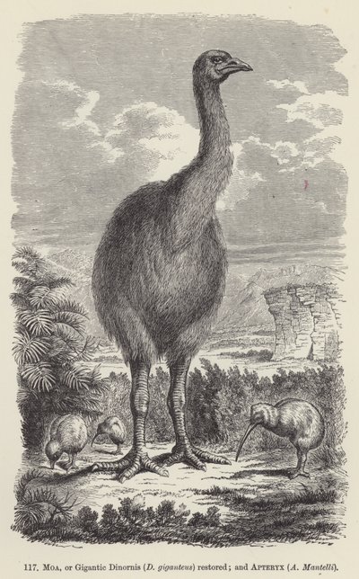 Moa, of gigantische Dinornis (D giganteus) hersteld; en Apteryx, A Mantelli door European School