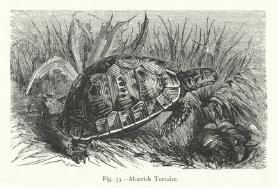 Moorse schildpad (gravure) door European School