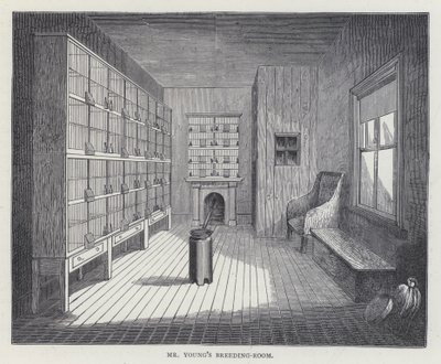 De broedkamer van meneer Young door European School
