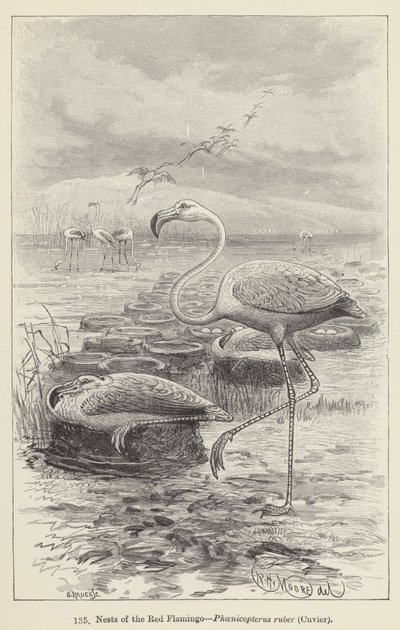Nesten van de rode flamingo, Phoenicopterus ruber, Cuvier (gravure) door European School