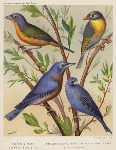 Nonpareil Vink, Geelbuik Liothrix of Pekin Nachtegaal, Gewone Blauwe Vogel, Indigo Vogel door European School