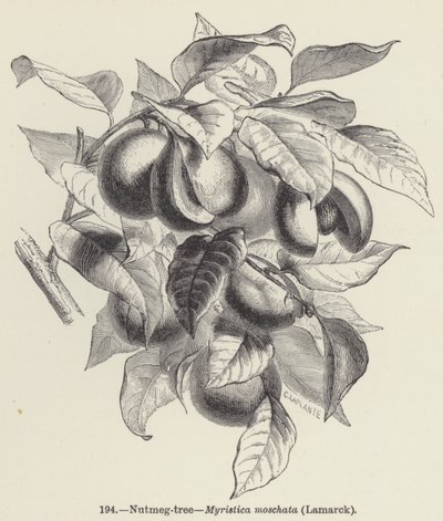 Nootmuskaatboom, Myristica moschata, Lamarck door European School