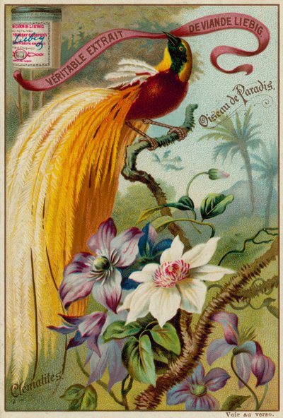 Paradijsvogel en Clematis door European School