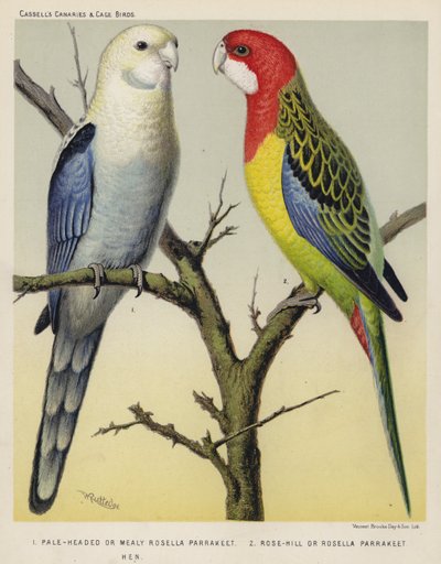 Bleekkop of meelroze parkiet, Rose-Hill of Rosella parkiet, hen door European School