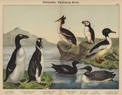 Palmipedes, Zwemmende Vogels door European School