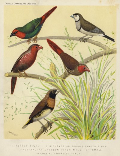Papegaaivink, Bichenos of dubbelbandvink, Australische karmozijnvink, mannetje, vrouwtje, kastanjeborstvink door European School