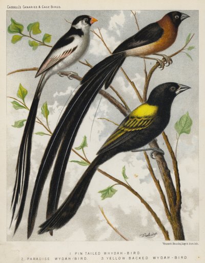Pintail Wydah-Vogel, Paradijs Wydah-Vogel, Geelrug Wydah-Vogel door European School