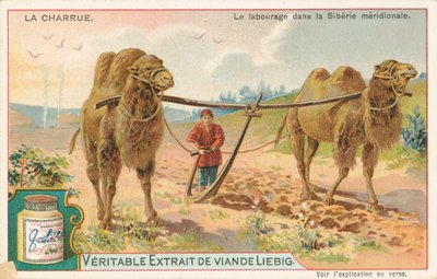 Ploegen met kamelen, Siberië, Liebig-kaart, begin 20e eeuw (chromo) door European School