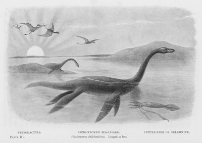 Pterodactylen, langnek-zeereptiel, Plesiosaurus dolichodeirus, lengte 22 voet, inktvis of Belemniet (litho) door European School