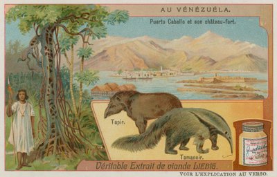 Puerto Cabello en zijn fort met een tapir en een miereneter door European School