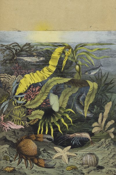 Zeeleven van de Noordzee (kleur litho) door European School