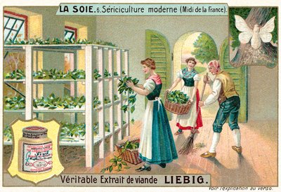 Zijdeproductie in Zuid-Frankrijk door European School