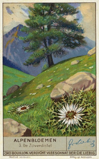 Zilte distel (chromolitho) door European School