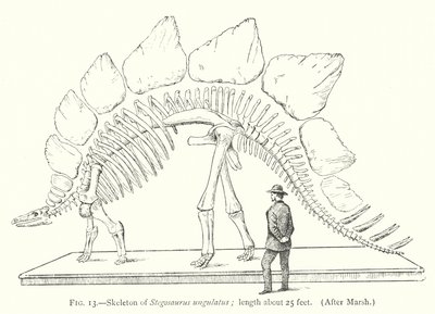 Skelet van Stegosaurus ungulatus door European School