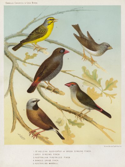 St. Helena Zaadeter of Groene Zangvink, Grijze Zangvink, Australische Vuurstaart Vink, Gebande Grasvink, Australische Waxbill door European School