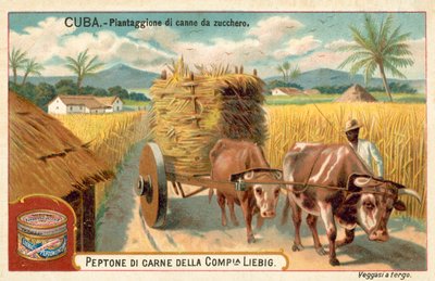 Suikerrietplantage, Cuba door European School