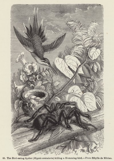 De vogel-etende spin (Mygale avicularia) die een kolibrie doodt (gravure) door European School
