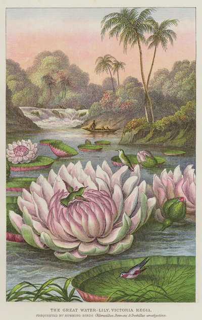 De grote waterlelie, Victoria Regia door European School