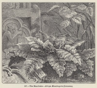 De Mandragora, Atropa Mandragora, Linnaeus door European School