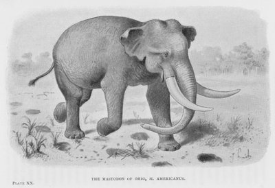 De mastodont van Ohio, M. Americanus door European School