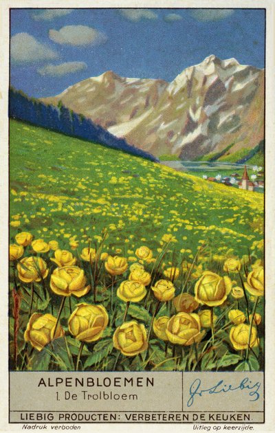 Trollius (bolbloem) (chromolitho) door European School