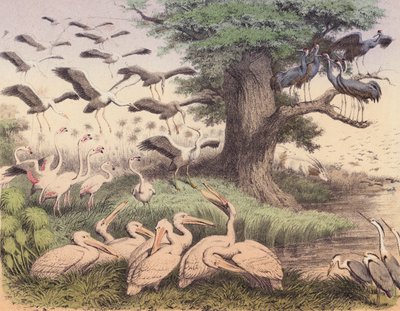 Verschillende Afrikaanse vogels door European School