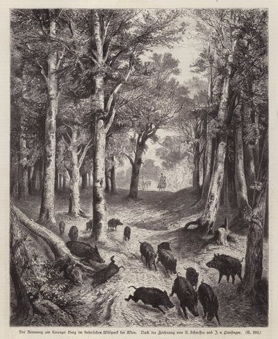 Wilde zwijnen op de Lorenzer Berg in het Keizerlijk Park in Wenen, Oostenrijk door European School